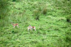 Young-Red-Deer-Long-Chains-Combe