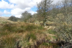 17. Downstream from Long Holcombe Water