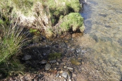 31. Waters from Barkham join