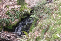 11. Flowing through Luccombe Plantation