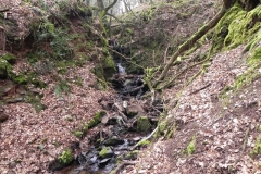 13. Flowing through Luccombe Plantation