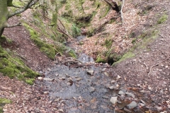 7. Flowing through Luccombe Plantation