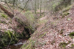 8. Flowing through Luccombe Plantation