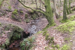 9. Flowing through Luccombe Plantation