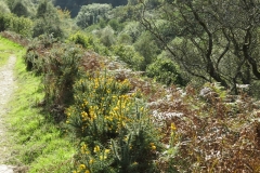 1. Gorse in bloom above the River Exe on Lyncombe Hill