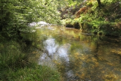 2. Downstream from Lyncombe below Road Hill (11)