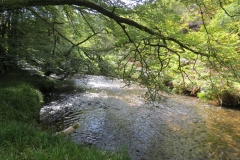 2. Downstream from Lyncombe below Road Hill (13)