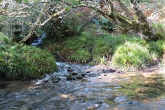 2. Downstream from Lyncombe below Road Hill (22)