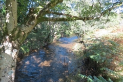 2. Downstream from Lyncombe below Road Hill (5)