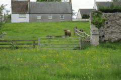10.-Highland-cattle