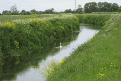 26.-Downstream-from-Meare-Bridge