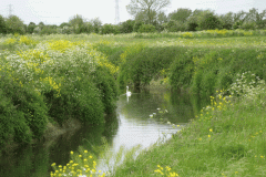 28.-Downstream-from-Meare-Bridge