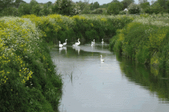 29.-Downstream-from-Meare-Bridge