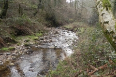 7. Flowing through Langham Wood