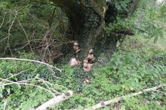 1.-Fungi-on-tree-by-Mells-River