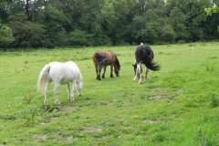 5.-Ponies-by-Mells-River-at-Brookover-Farm