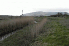 102. Flowing through the salt marshes to the sea