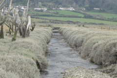 105. Flowing through the salt marshes to the sea