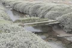 106. Flowing through the salt marshes to the sea