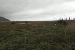110. Flowing through the salt marshes to the sea