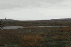 111. Flowing through the salt marshes to the sea