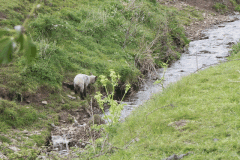87. Upstream from Sparkhayes Accommodation Bridge