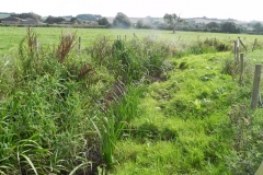 12. Downstream from  Muddymoor Copse