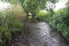 41. Flowing through Home Farm
