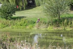 32.-Fishing-upstream-from-Newbridge-Drove-Bridge