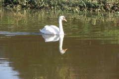 Swan-by-Athelney-Bridge-2