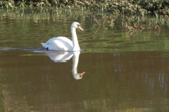 Swan-by-Athelney-Bridge-3