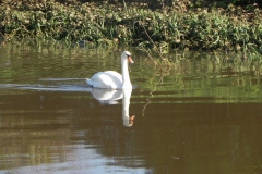 Swan-by-Athelney-Bridge