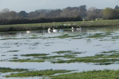 Swans-near-Knapp-Bridge-2