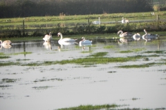 Swans-near-Knapp-Bridge