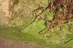 Wren-by-Hook-Bridge-2