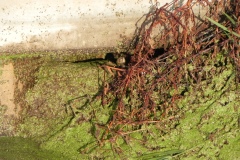 Wren-by-Hook-Bridge