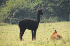 IMG_1078