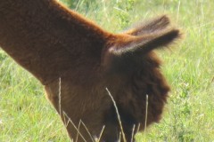 IMG_1082