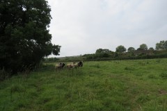 Nature - Doniford Bridge to High bridge Williton
