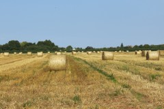 IMG_1136