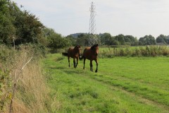 IMG_1171