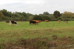 1.-Cows-near-Bathpool