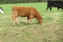 2.-Cows-near-Bathpool