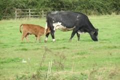 3.-Calf-feeding-near-Bathpool
