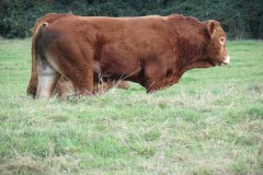 4.-Bull-near-Bathpool