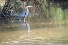 6.-Heron-near-Bathpool
