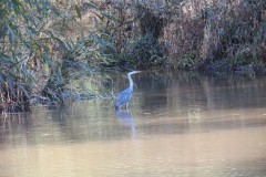 7.-Heron-near-Bathpool