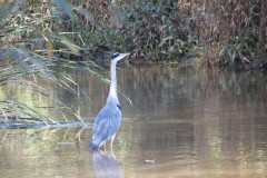 8.-Heron-near-Bathpool