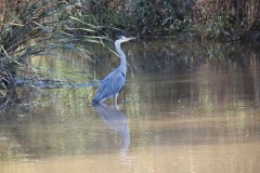 9.-Heron-near-Bathpool