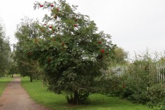 Rowan-Tree-downstream-from-Obridge-Viaduct-1